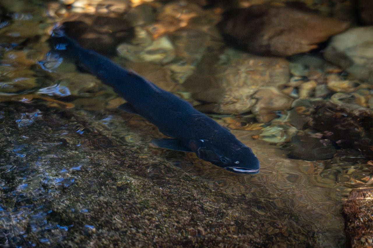 default-94 A slender black fish is seen swimming in shallow water.