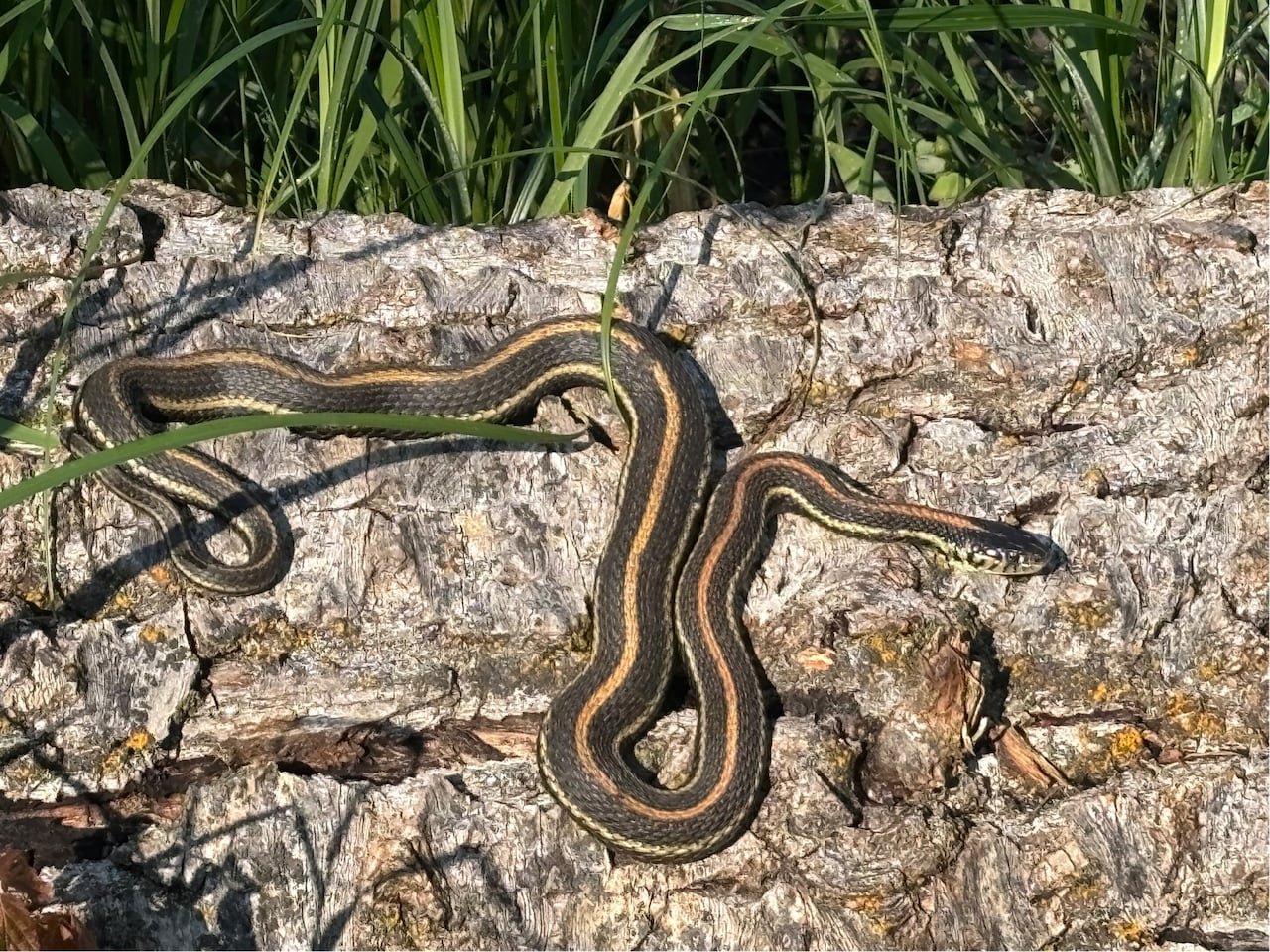 default-53 A brown plains garter snake with orange and yellow stripes running down its body sits on a rock. Green grass is seen in the background.